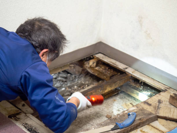 Best Mold Removal Process  in Brooklyn, IA