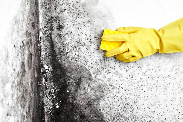 Best Office Mold Removal Services  in Brooklyn, IA