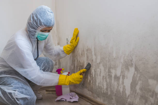 Best Mold Removal and Inspection  in Brooklyn, IA