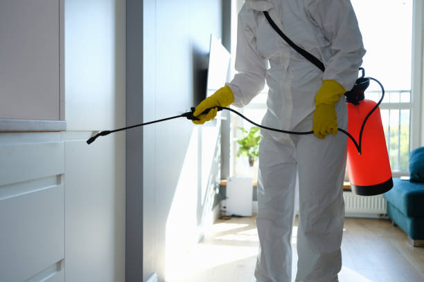 Best Black Mold Removal  in Brooklyn, IA