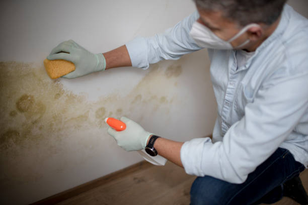 Best Attic Mold Removal  in Brooklyn, IA