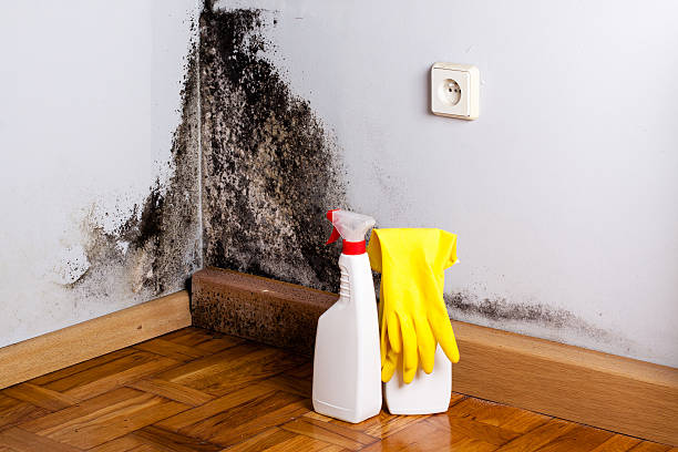 Mold Testing and Removal in Brooklyn, IA