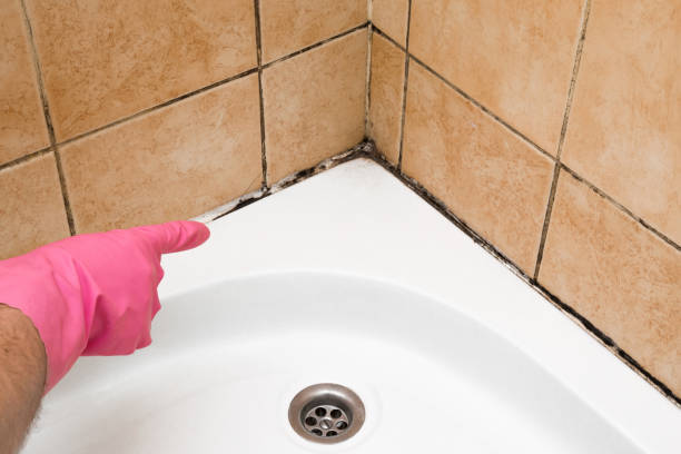 Professional Mold Removal in Brooklyn, IA