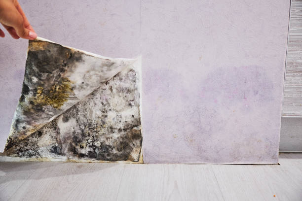 Mold Removal Process in Brooklyn, IA